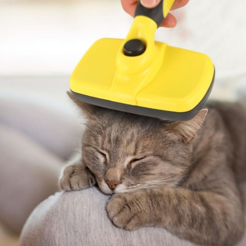 Creating a Comfortable Life for Your Pet: The Essentials Every Pet Parent Needs
